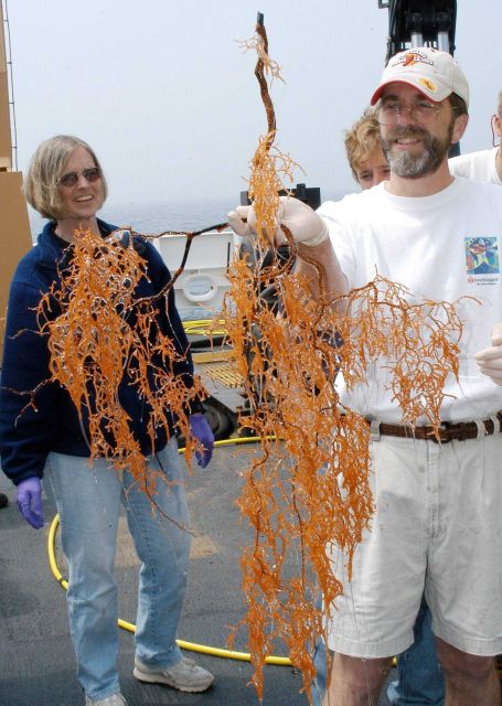 Mountains in the Sea Expedition 2004 Picture