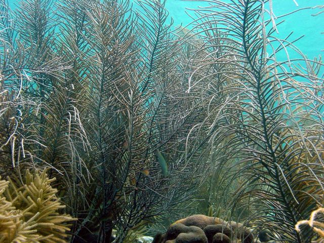 Mountains in the Sea Expedition 2004 Picture