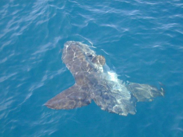 Mountains in the Sea Expedition 2004 Picture