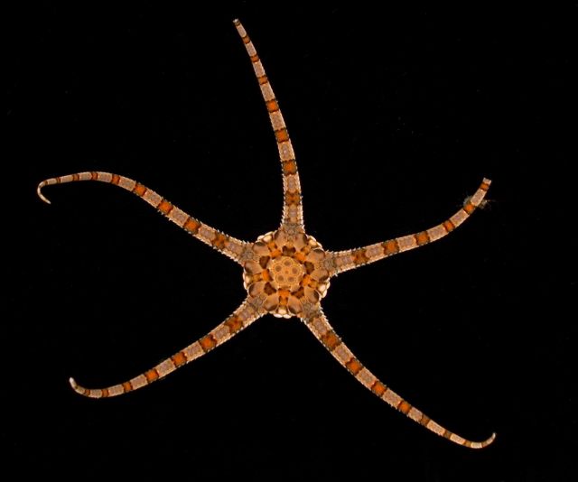 Estuary to the Abyss 2004 Expedition Picture