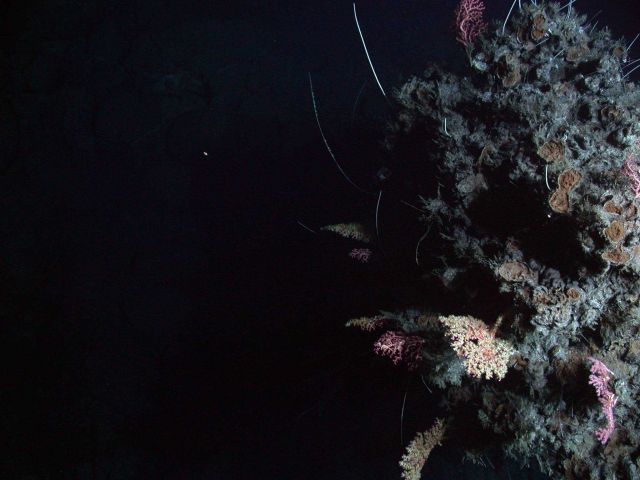 Galapagos 2005 Expedition Picture