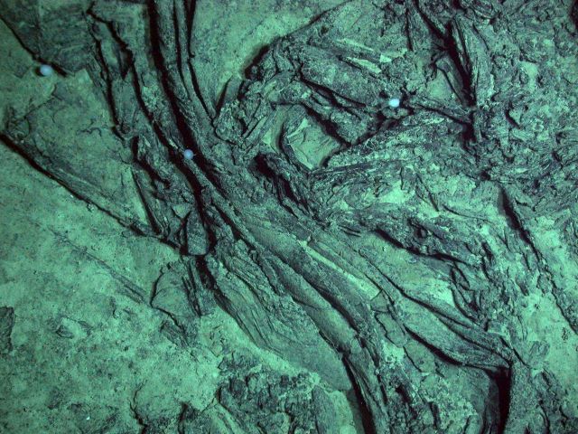 Galapagos 2005 Expedition Picture