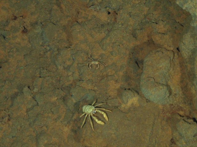 Ring of Fire 2006 Expedition Picture