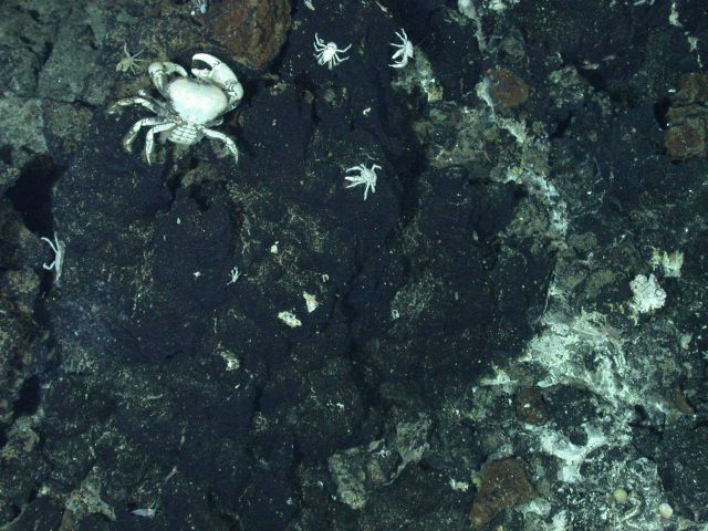 Ring of Fire 2006 Expedition Picture