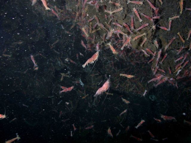 Ring of Fire 2006 Expedition Picture