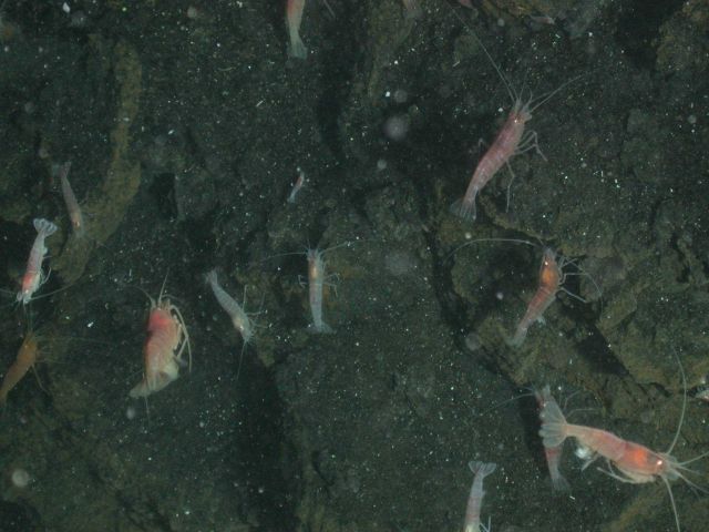 Ring of Fire 2006 Expedition Picture