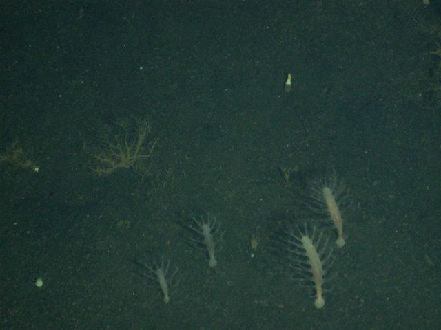 Ring of Fire 2006 Expedition Picture