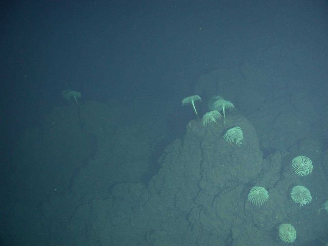 Ring of Fire 2006 Expedition Picture