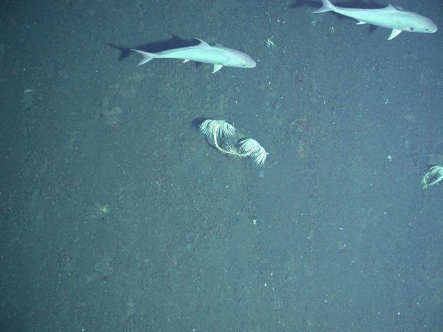 Ring of Fire 2006 Expedition Picture