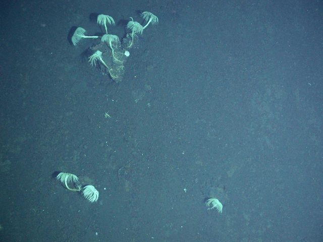 Ring of Fire 2006 Expedition Picture