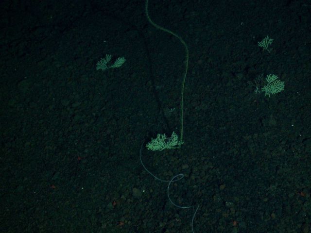 Ring of Fire 2006 Expedition Picture
