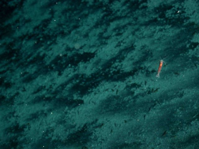 Ring of Fire 2006 Expedition Picture