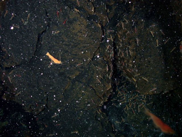 Ring of Fire 2006 Expedition Picture