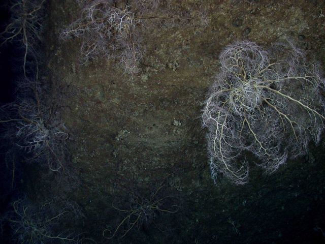Ring of Fire 2006 Expedition Picture