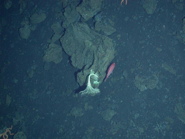 Ring of Fire 2006 Expedition Picture