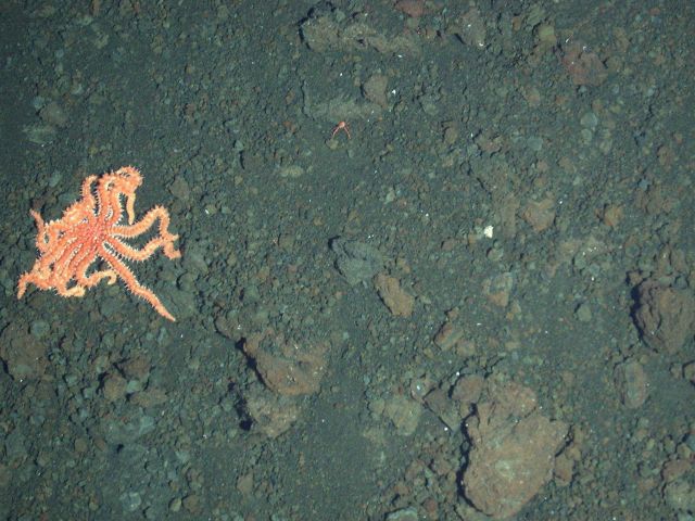 Ring of Fire 2006 Expedition Picture