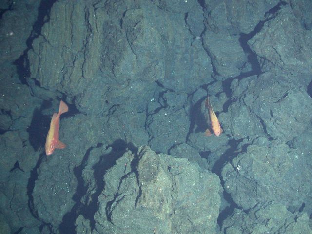 Ring of Fire 2006 Expedition Picture