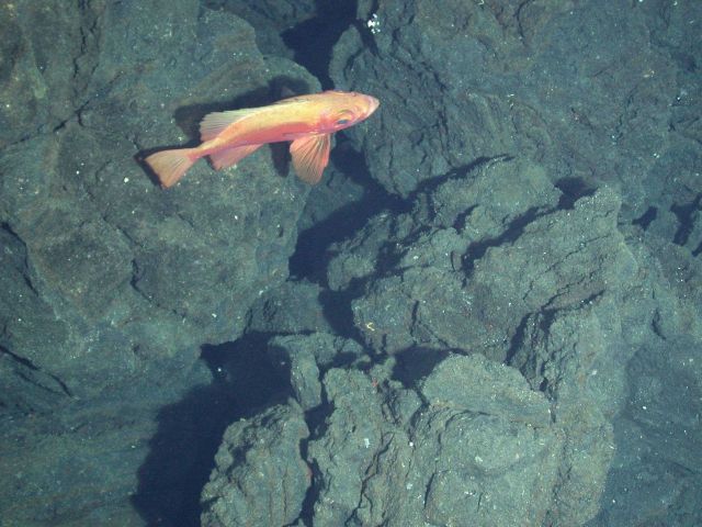 Ring of Fire 2006 Expedition Picture