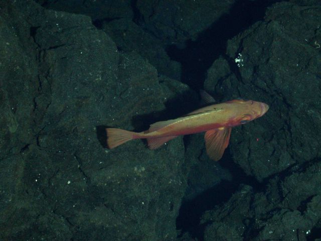 Ring of Fire 2006 Expedition Picture