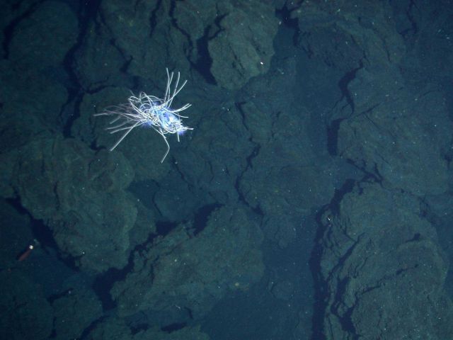 Ring of Fire 2006 Expedition Picture