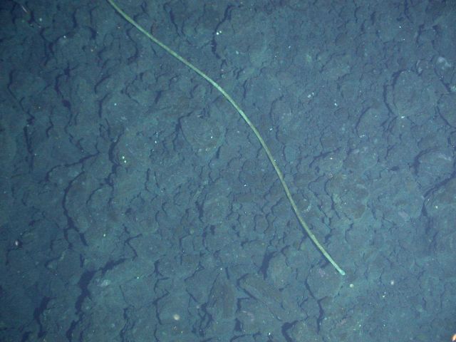 Ring of Fire 2006 Expedition Picture