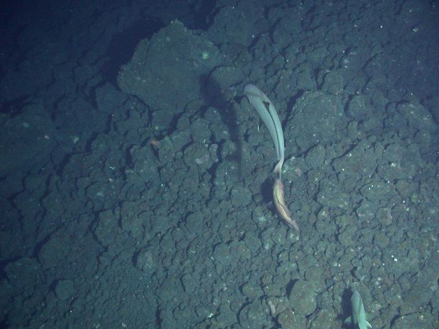 Ring of Fire 2006 Expedition Picture