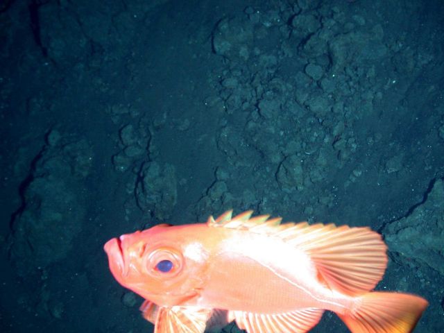 Ring of Fire 2006 Expedition Picture