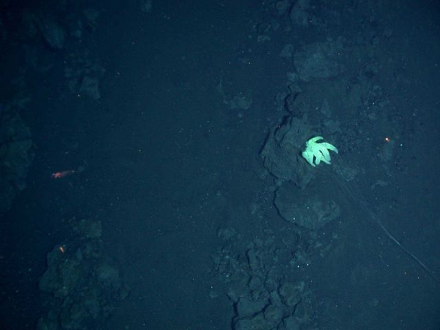 Ring of Fire 2006 Expedition Picture