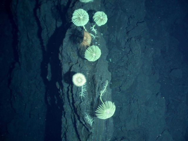 Ring of Fire 2006 Expedition Picture