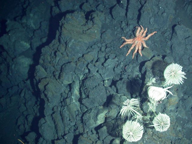 Ring of Fire 2006 Expedition Picture