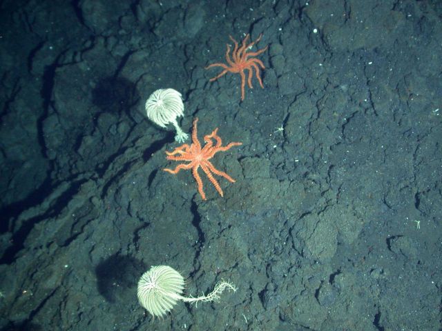 Ring of Fire 2006 Expedition Picture
