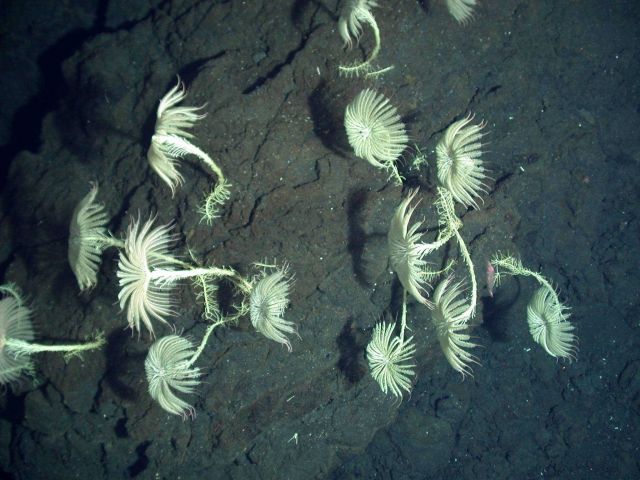 Ring of Fire 2006 Expedition Picture