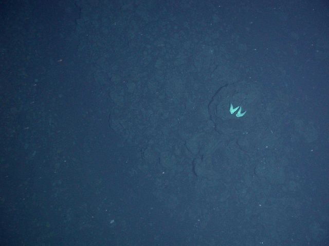 Ring of Fire 2006 Expedition Picture