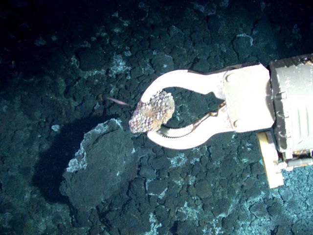 Ring of Fire 2006 Expedition Picture