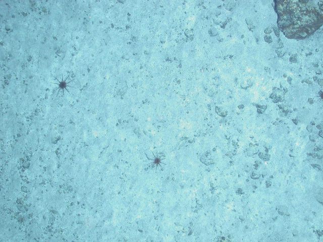 Ring of Fire 2006 Expedition Picture