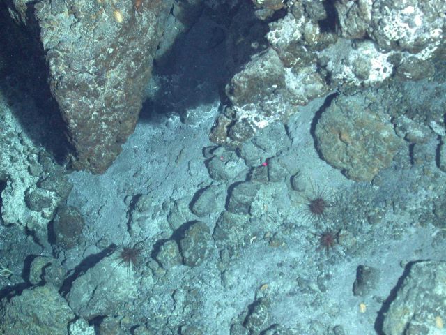Ring of Fire 2006 Expedition Picture