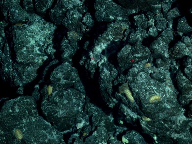 Ring of Fire 2006 Expedition Picture