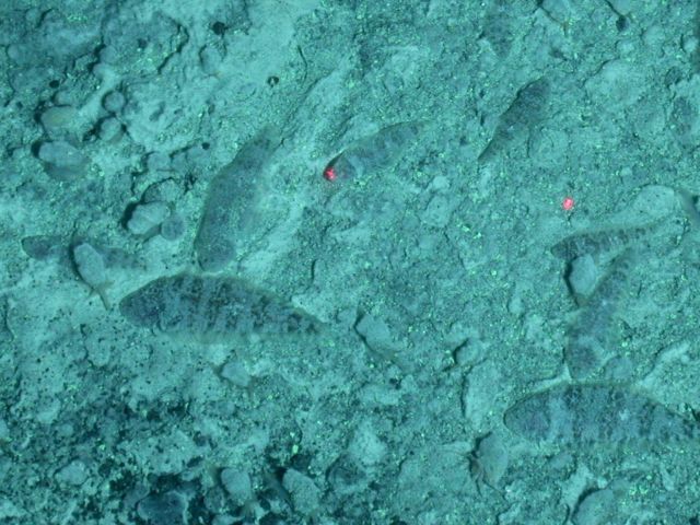 Ring of Fire 2006 Expedition Picture