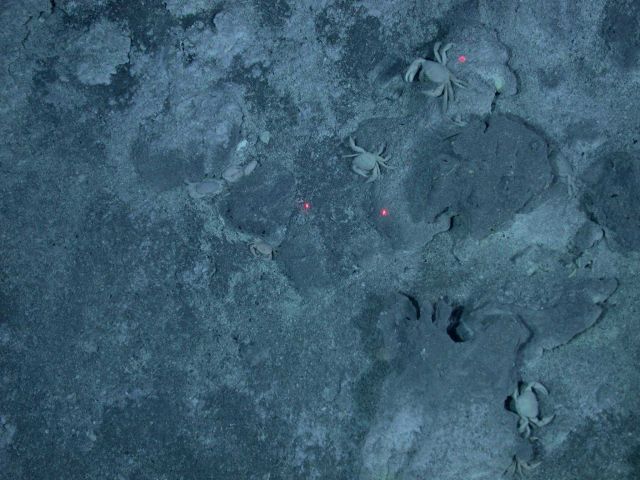 Ring of Fire 2006 Expedition Picture