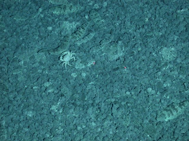 Ring of Fire 2006 Expedition Picture
