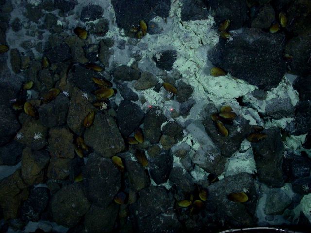 Ring of Fire 2006 Expedition Picture