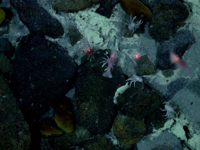 Ring of Fire 2006 Expedition Picture