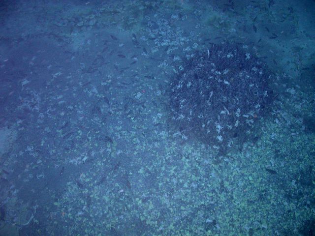 Ring of Fire 2006 Expedition Picture