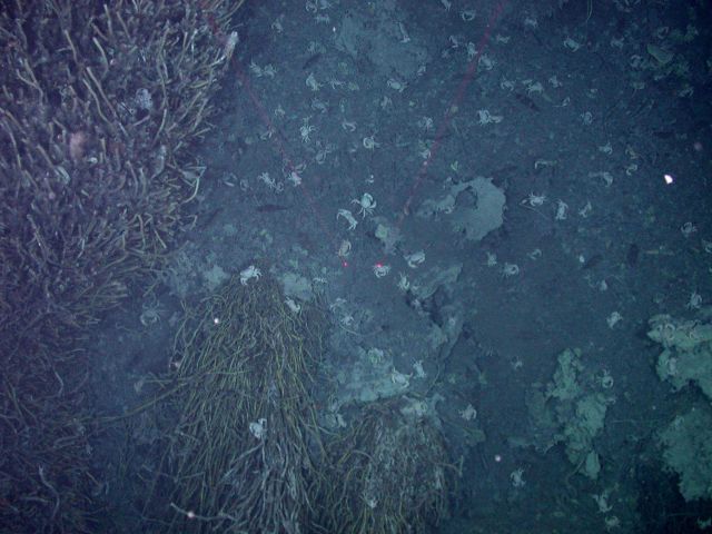 Ring of Fire 2006 Expedition Picture