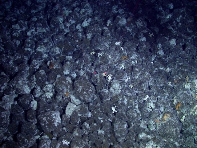 Ring of Fire 2006 Expedition Picture