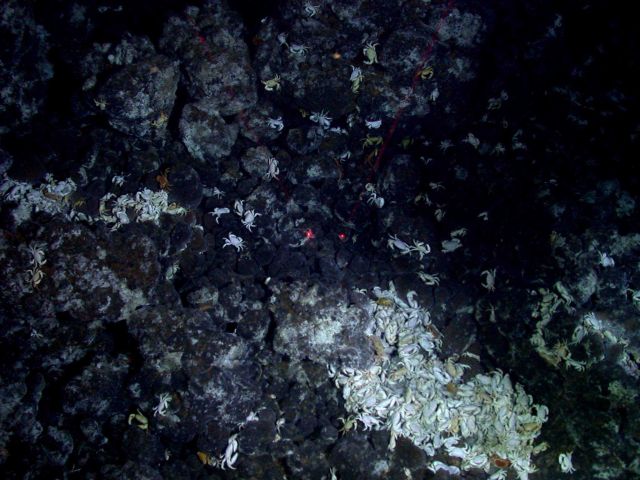 Ring of Fire 2006 Expedition Picture