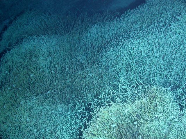 Ring of Fire 2006 Expedition Picture