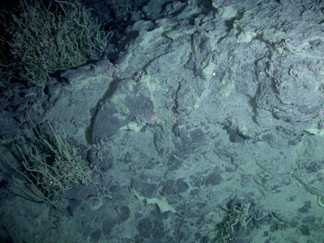 Ring of Fire 2006 Expedition Picture