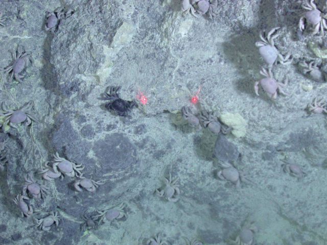 Ring of Fire 2006 Expedition Picture