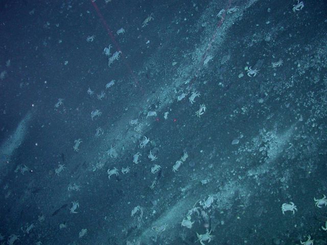 Ring of Fire 2006 Expedition Picture